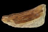 Permian Amphibian Fossil Bone - Texas #153745-1